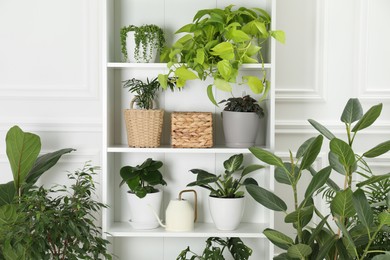 Photo of Different green potted houseplants near white wall