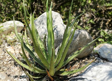 Photo of Beautiful green agave growing near stones outdoors