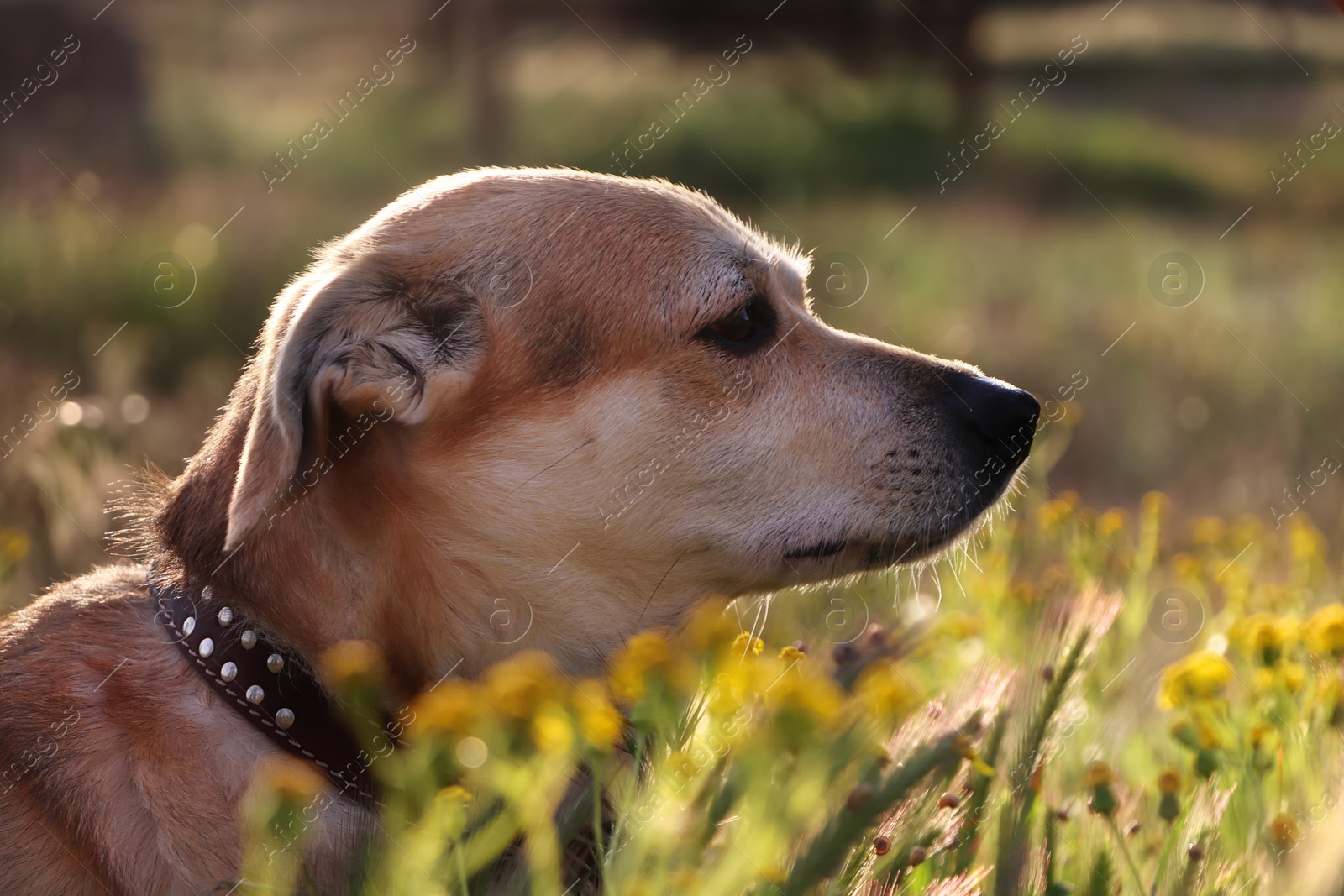 Photo of Adorable dog outdoors on sunny day, closeup