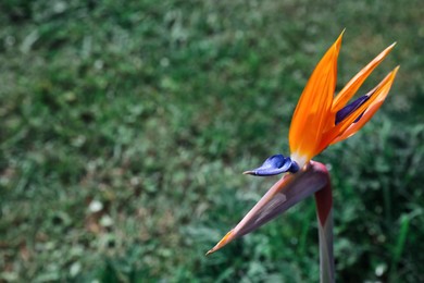 Photo of Beautiful blooming bird of paradise flower outdoors, space for text. Tropical plant