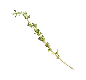 Aromatic thyme sprig on white background. Fresh herb