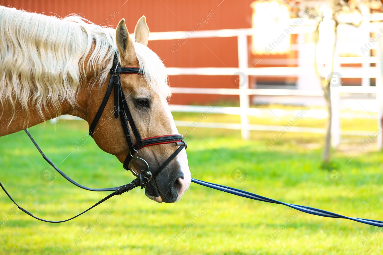 Photo of Palomino horse in bridle outdoors on sunny day