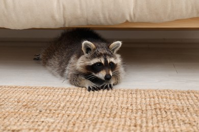 Cute funny raccoon lying under sofa indoors