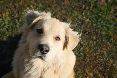 Photo of Adorable dog sitting on green grass, above view