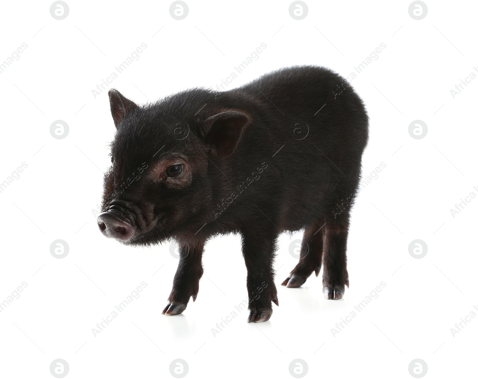 Photo of Adorable black mini pig on white background