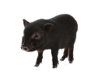 Photo of Adorable black mini pig on white background