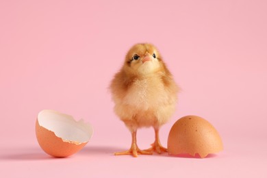 Photo of Cute chick and pieces of eggshell on pink background, closeup. Baby animal