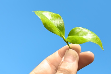 Photo of Woman holding green leaves of tea plant against blue sky