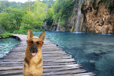 Adorable German shepherd dog with sunglasses near beautiful lake