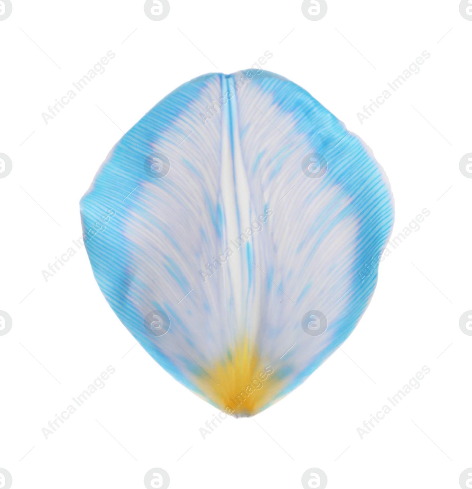 Photo of Beautiful fresh tulip petal isolated on white