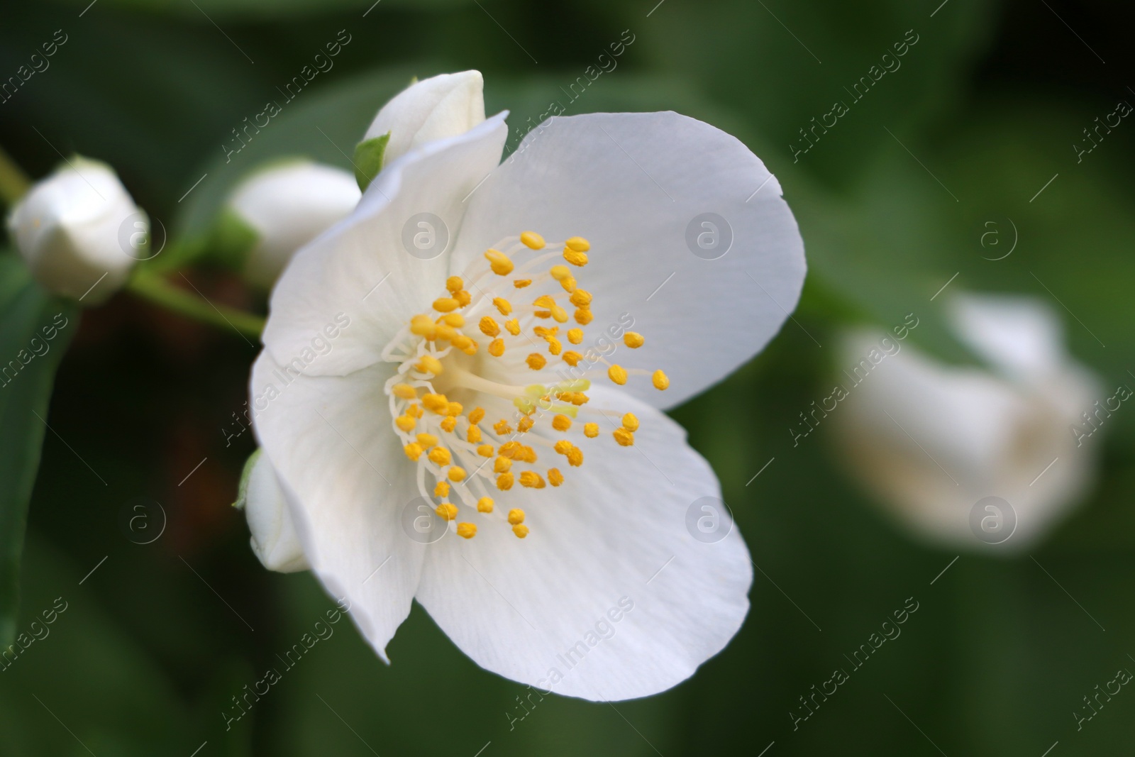 Photo of Closeup view of beautiful blooming white jasmine shrub outdoors