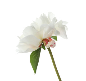 Photo of Beautiful fragrant peony flower isolated on white