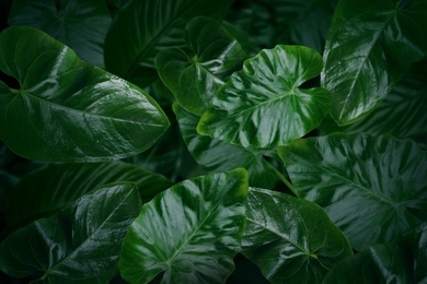 Many bright green tropical leaves as background