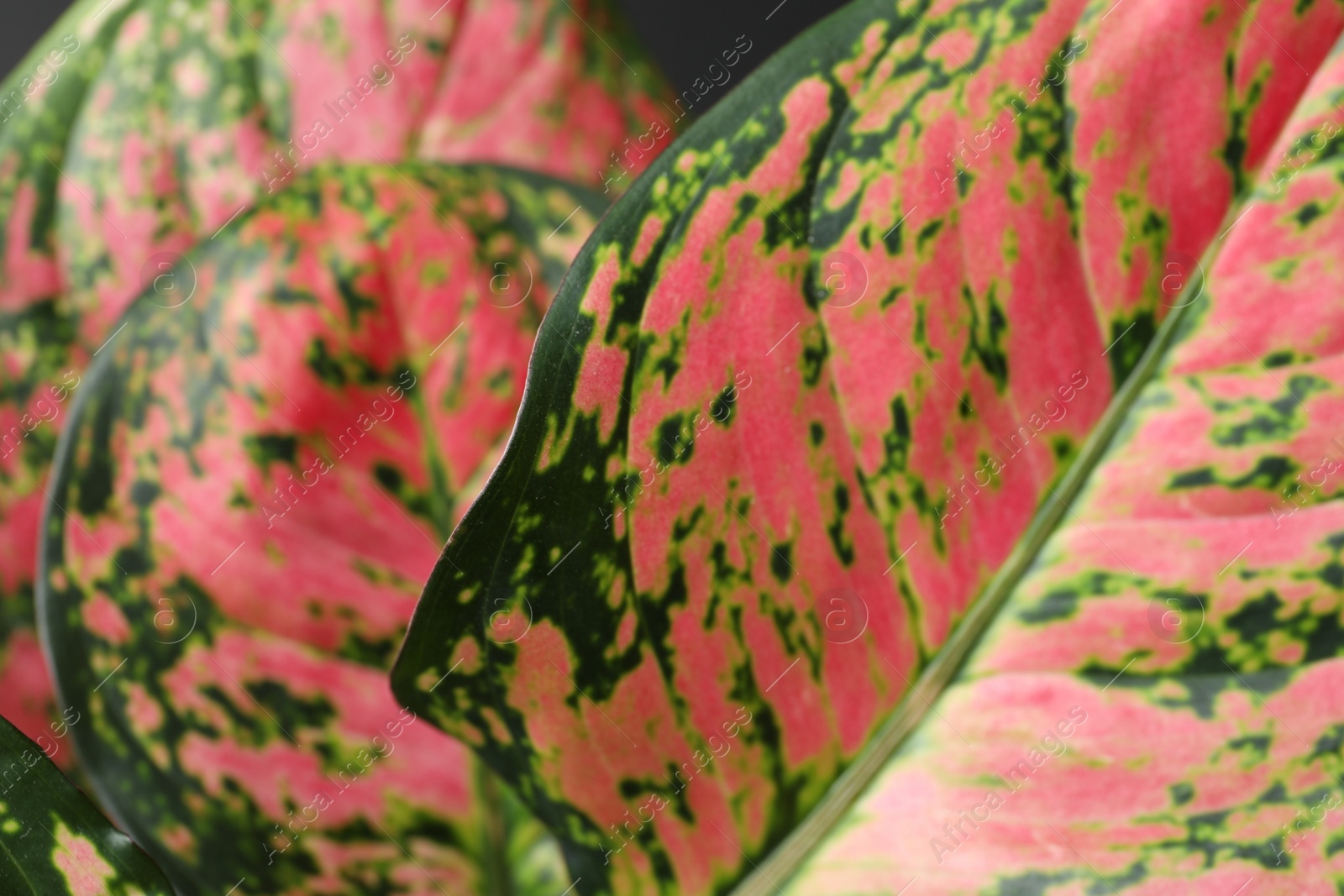 Photo of Aglaonema with beautiful leaves as background, closeup. Tropical plant