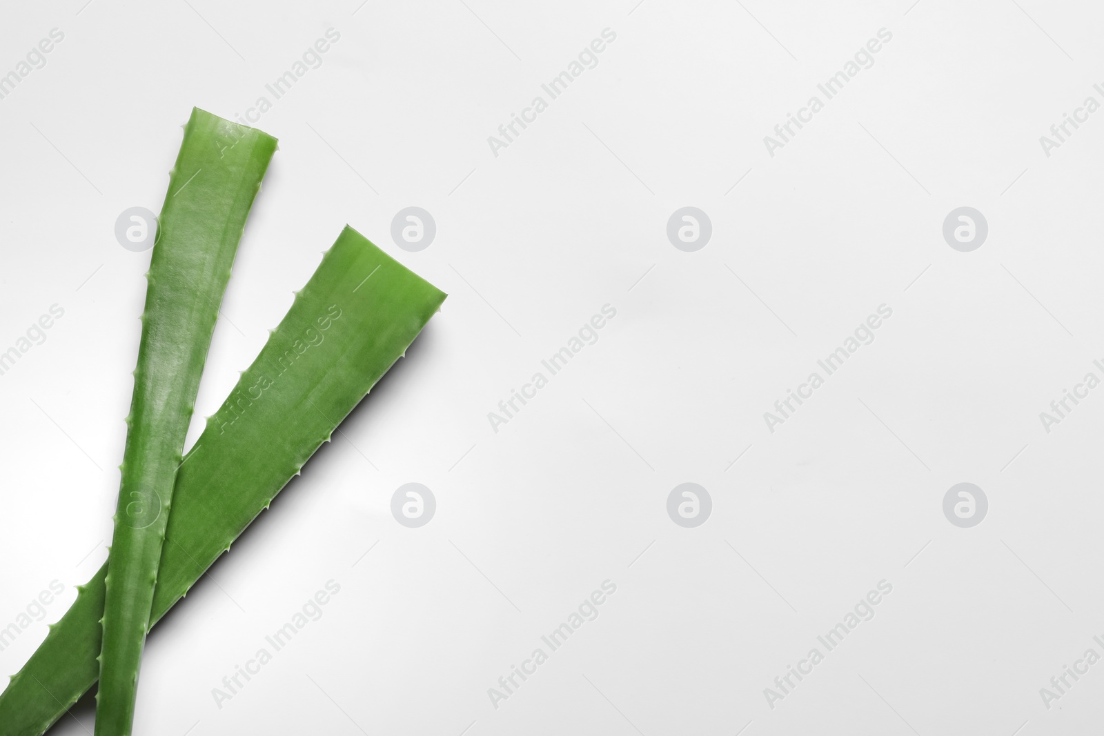 Photo of Green aloe vera leaves on white background, top view. Space for text