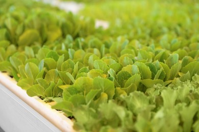 Photo of Young green lettuce in seedling tray, closeup
