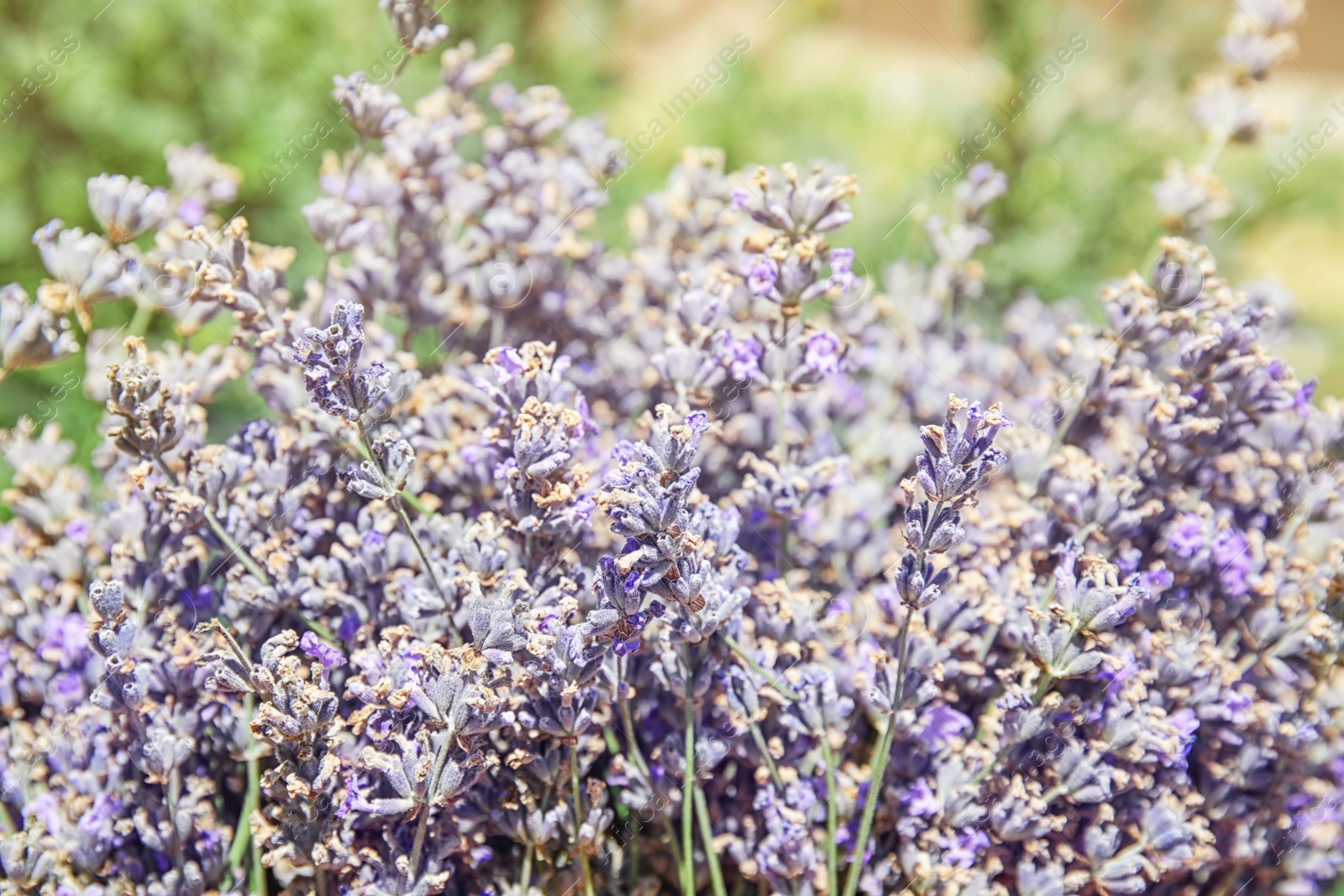 Photo of Blooming lavender flowers outdoors on sunny day, closeup