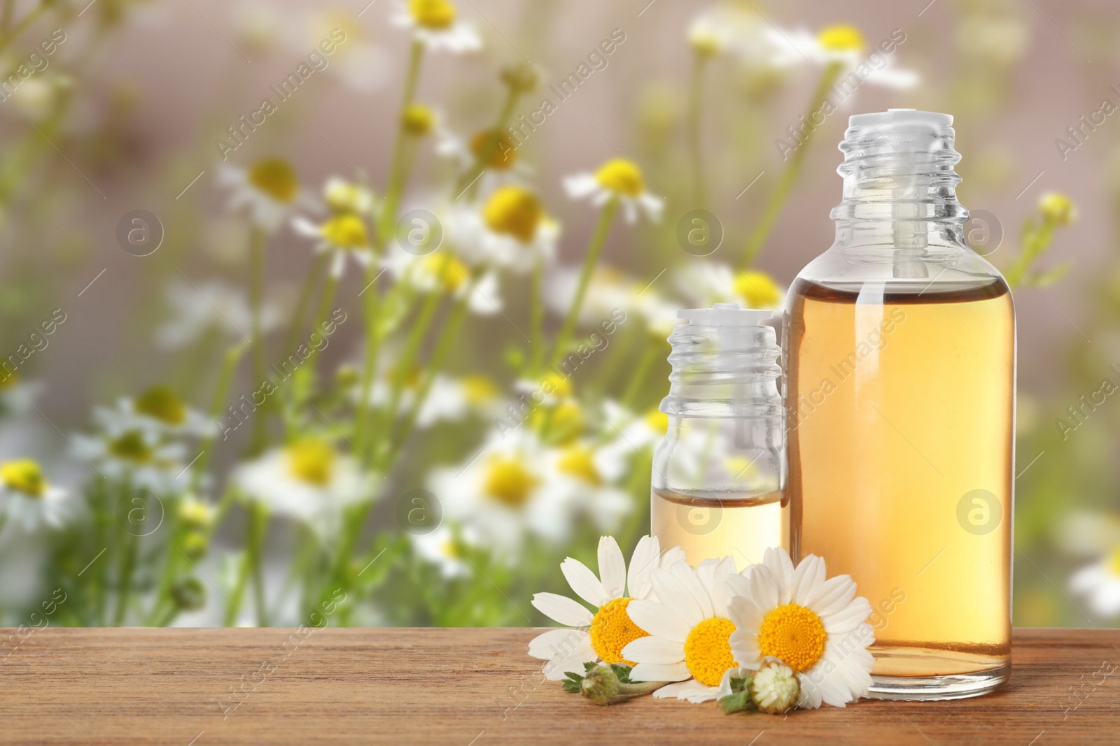 Image of Bottles of essential oil and chamomile flowers on wooden table against blurred background. Space for text