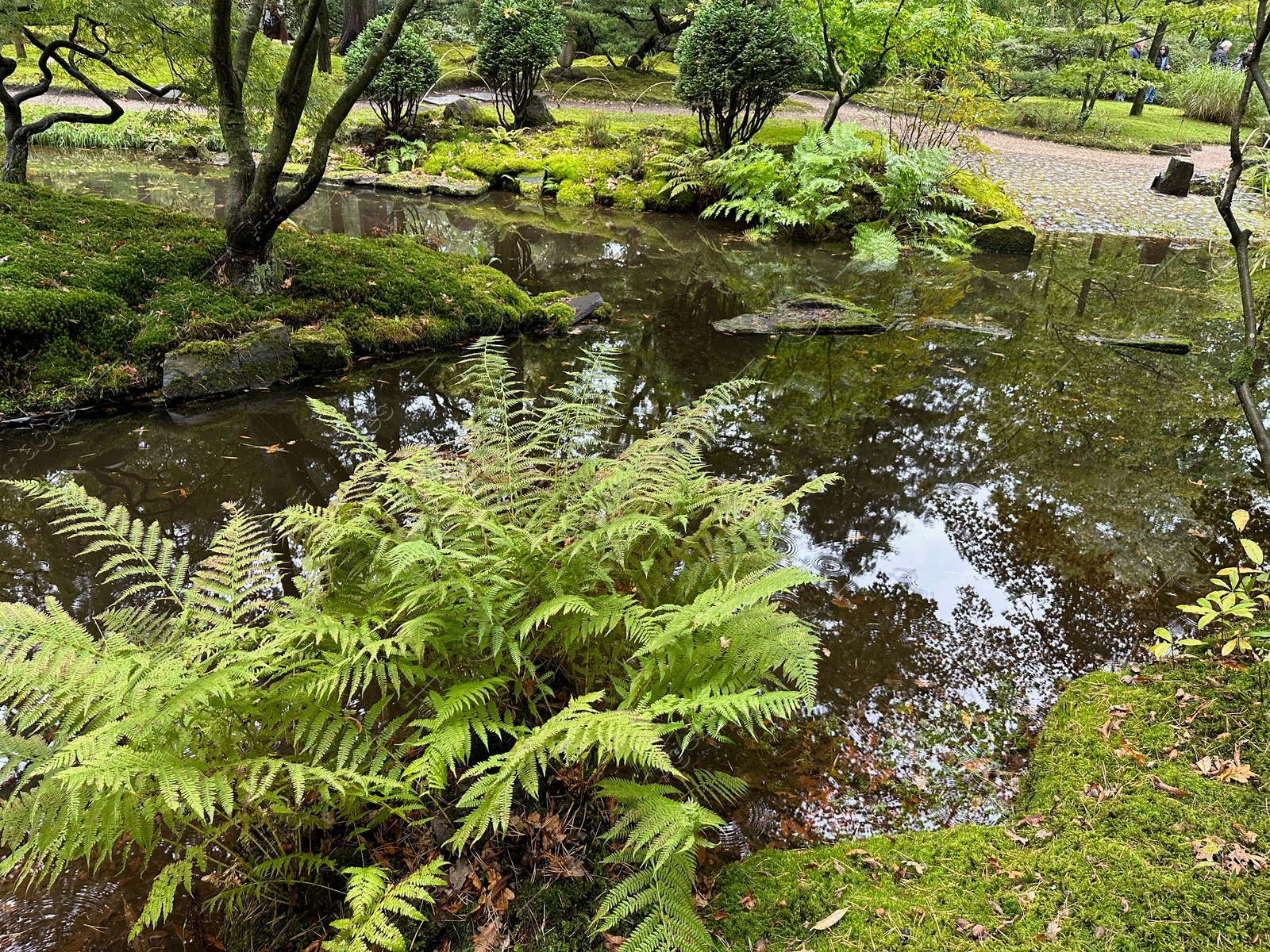 Photo of Bright moss, different plants and little pond in Japanese garden