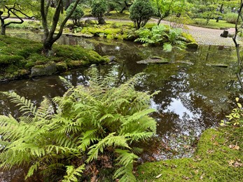 Bright moss, different plants and little pond in Japanese garden