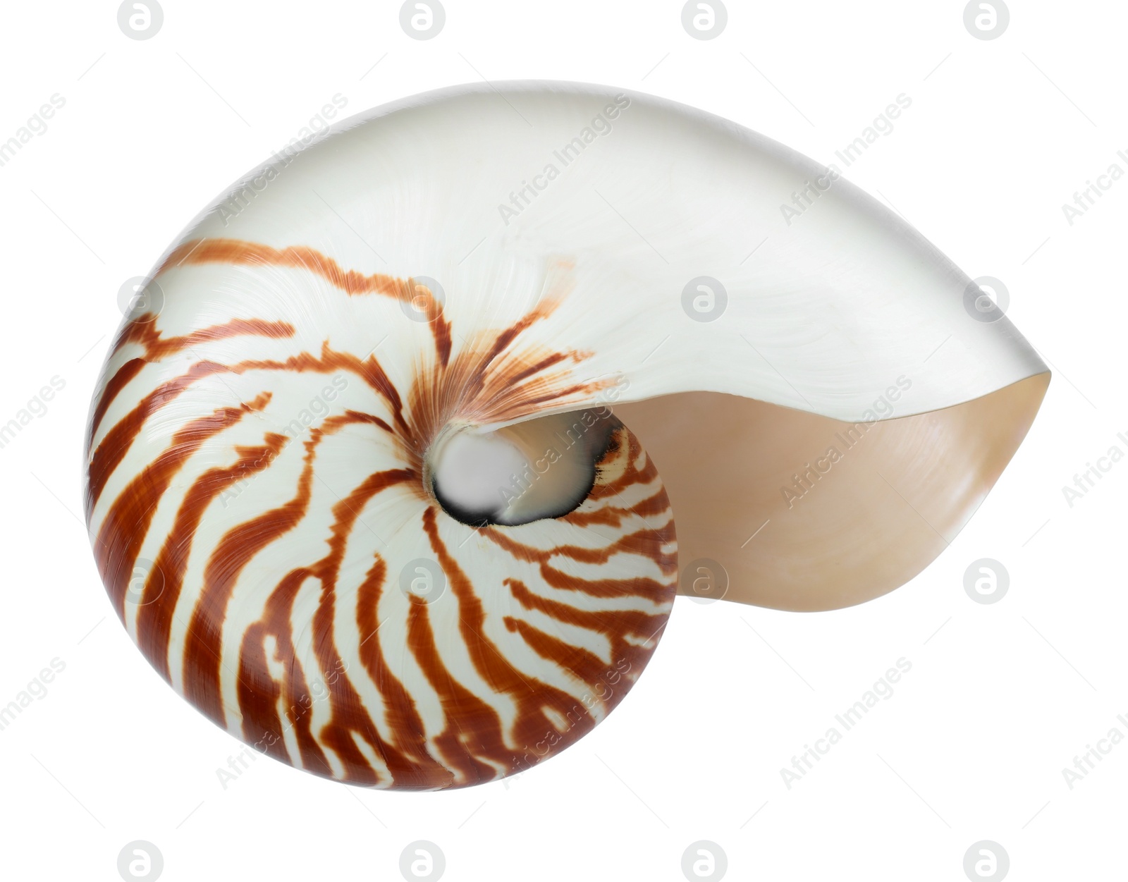 Photo of One beautiful nautilus shell isolated on white