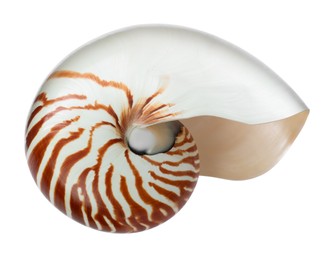 Photo of One beautiful nautilus shell isolated on white