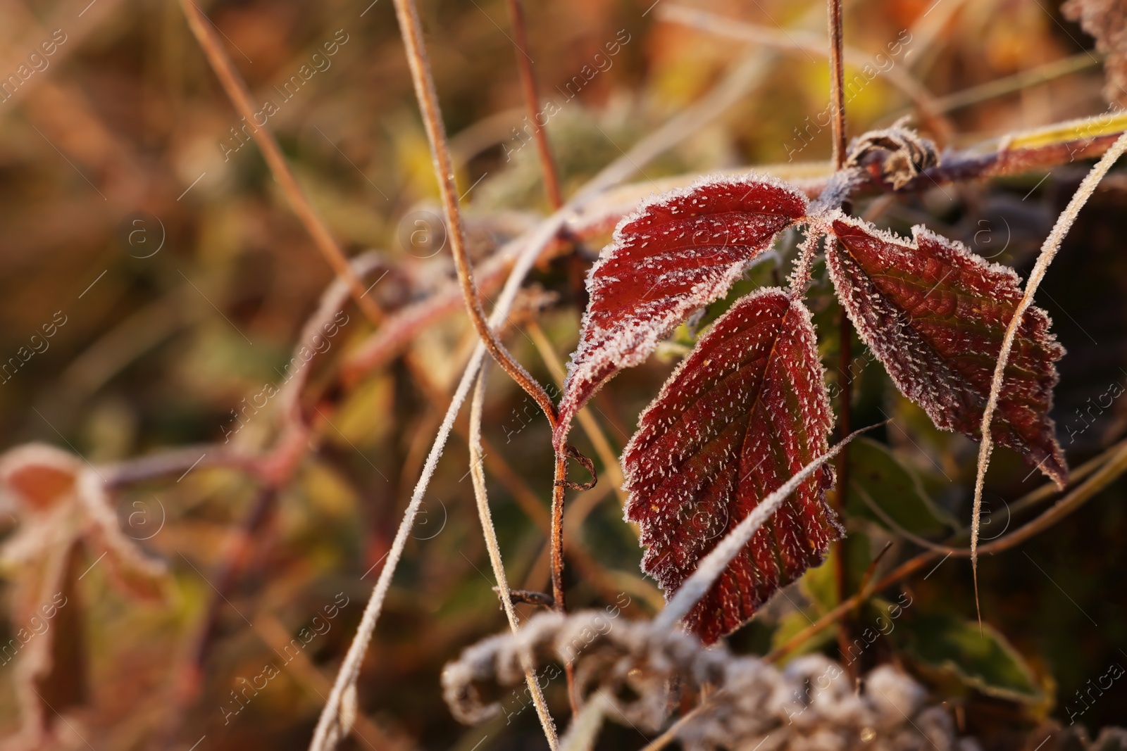 Photo of Beautiful autumn leaves covered with hoarfrost outdoors, closeup. Space for text