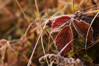 Beautiful autumn leaves covered with hoarfrost outdoors, closeup. Space for text