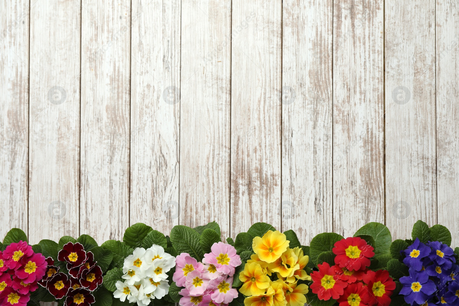 Photo of Primrose Primula Vulgaris flowers on white wooden background, flat lay with space for text. Spring season