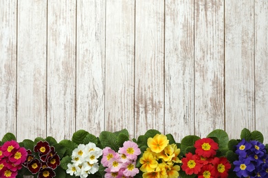 Primrose Primula Vulgaris flowers on white wooden background, flat lay with space for text. Spring season