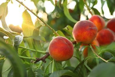 Fresh ripe peaches on tree in garden