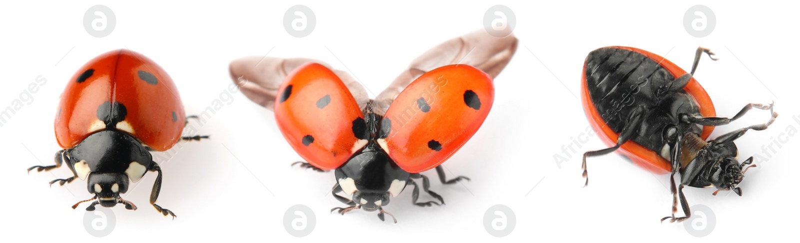 Image of Set with beautiful ladybugs on white background. Banner design 