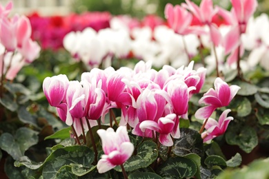 Many blooming flowers in greenhouse, closeup view. Home gardening