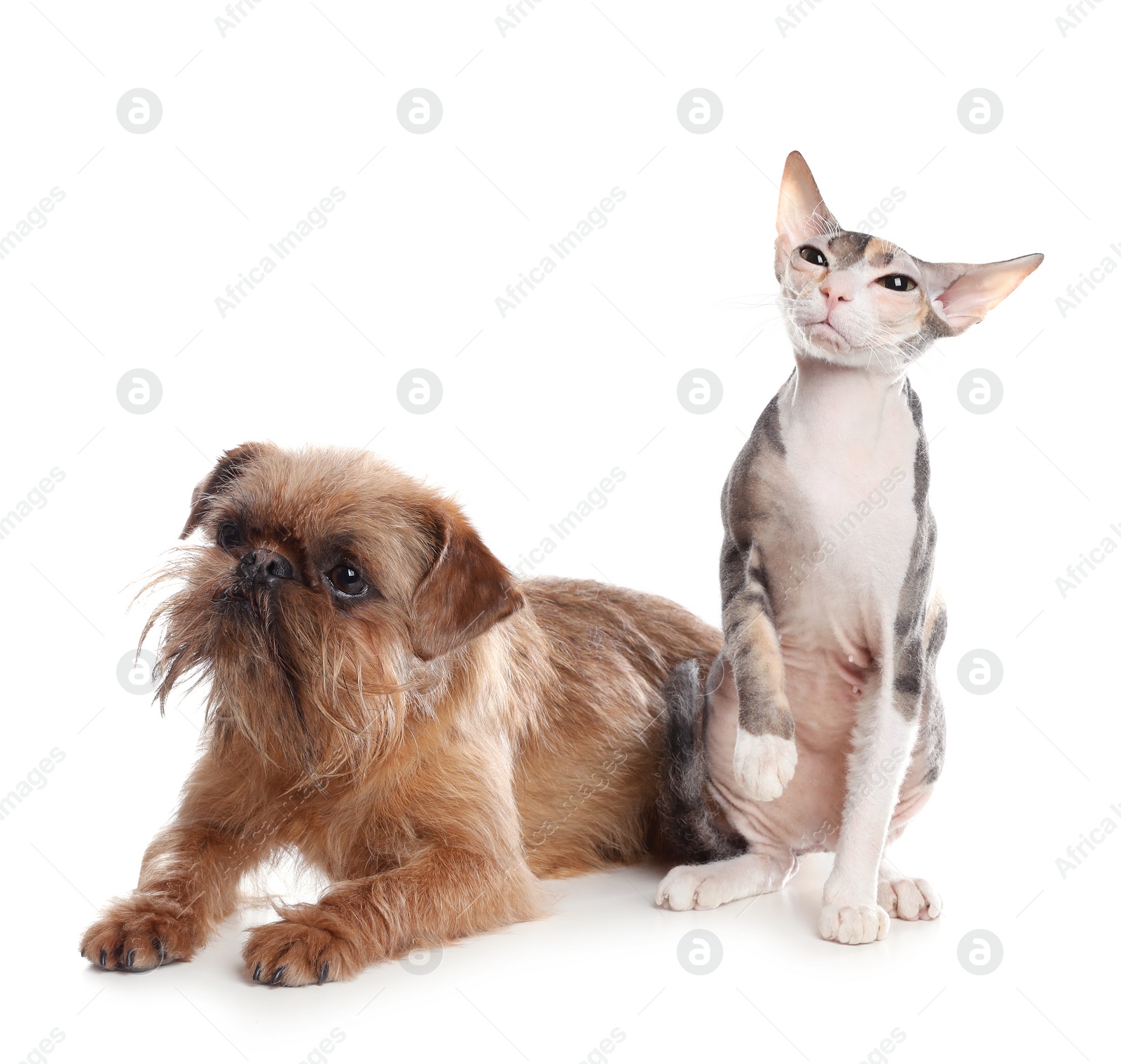 Photo of Adorable dog and cat together on white background. Friends forever