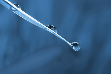 Image of Water drops on grass blade against blurred background, closeup. Toned in blue