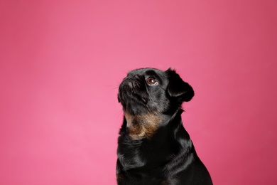 Photo of Adorable black Petit Brabancon dog on pink background