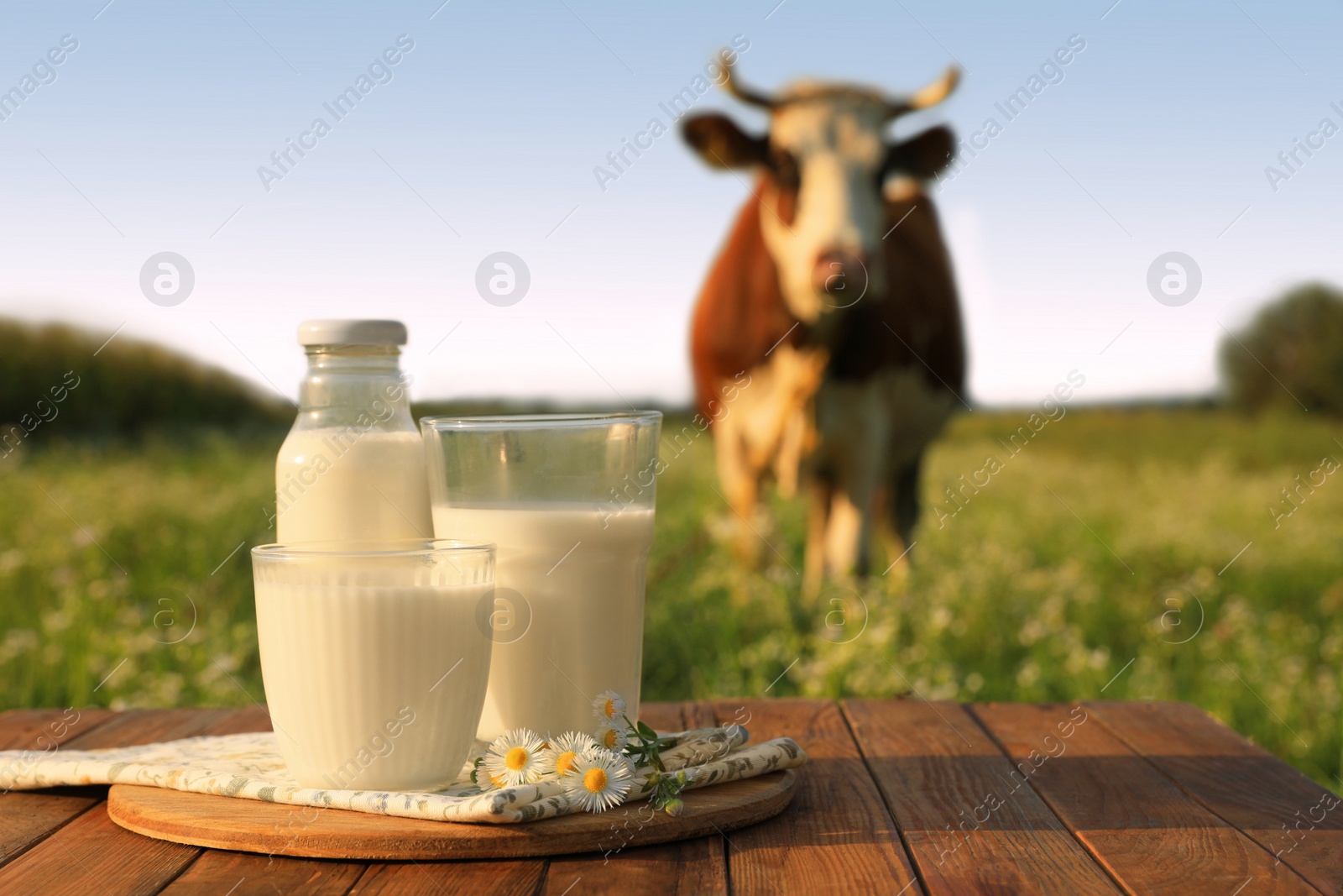 Photo of Milk with camomiles on wooden table and cow grazing in meadow