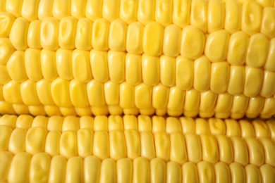 Photo of Ripe sweet corn cobs as background, closeup