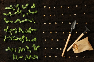 Photo of Gardening tools, corn seeds and vegetable seedlings in fertile soil, flat lay