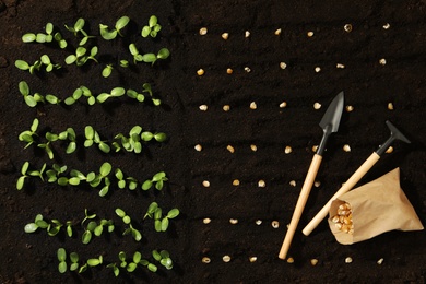 Gardening tools, corn seeds and vegetable seedlings in fertile soil, flat lay