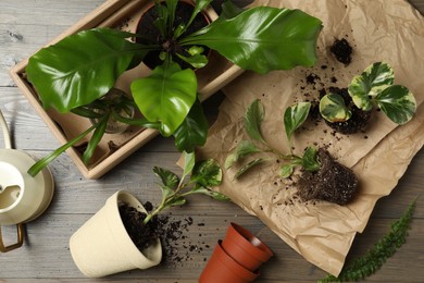 Exotic house plants with soil on wooden table, flat lay