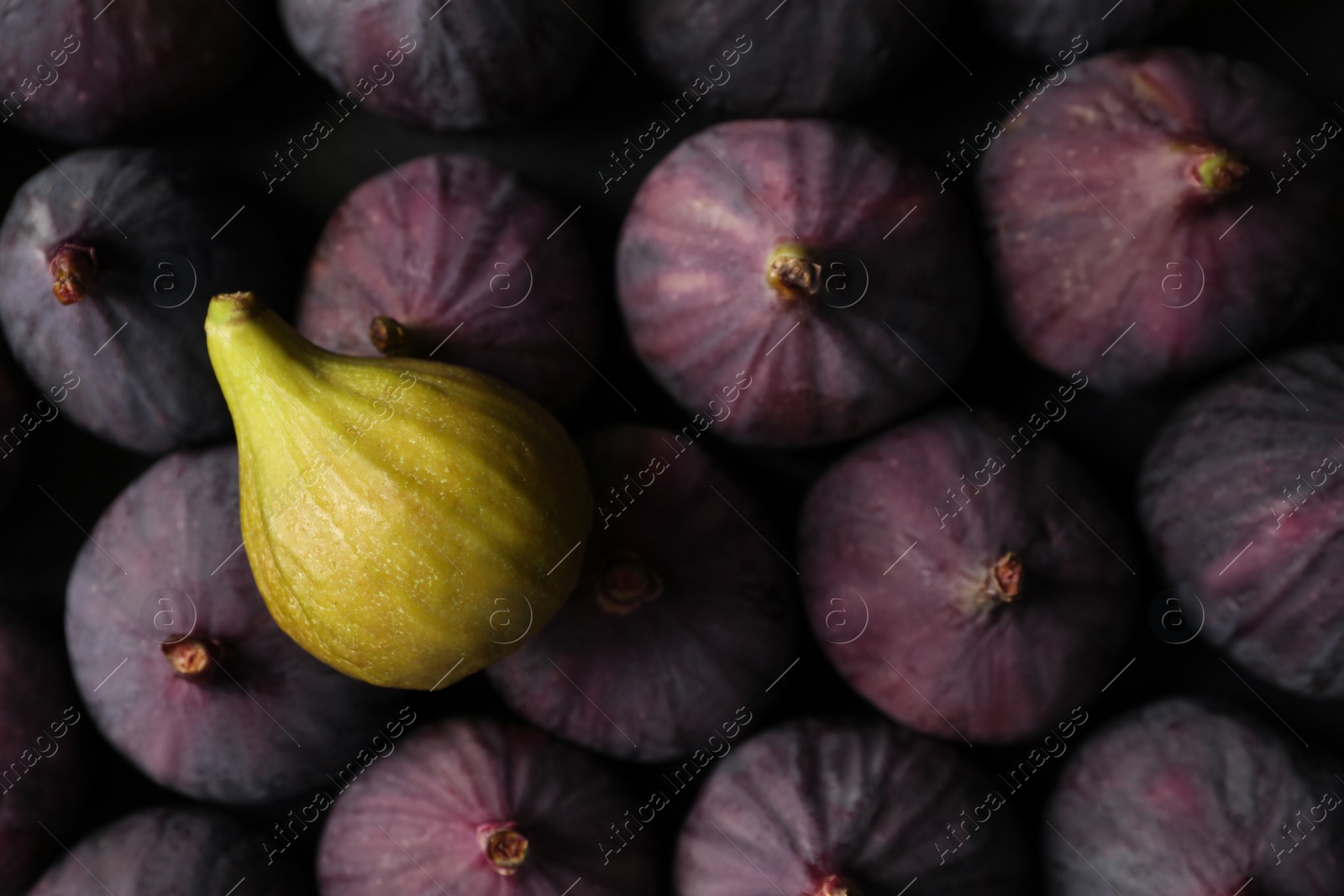 Photo of Tasty green fig on ripe purple fruits, top view