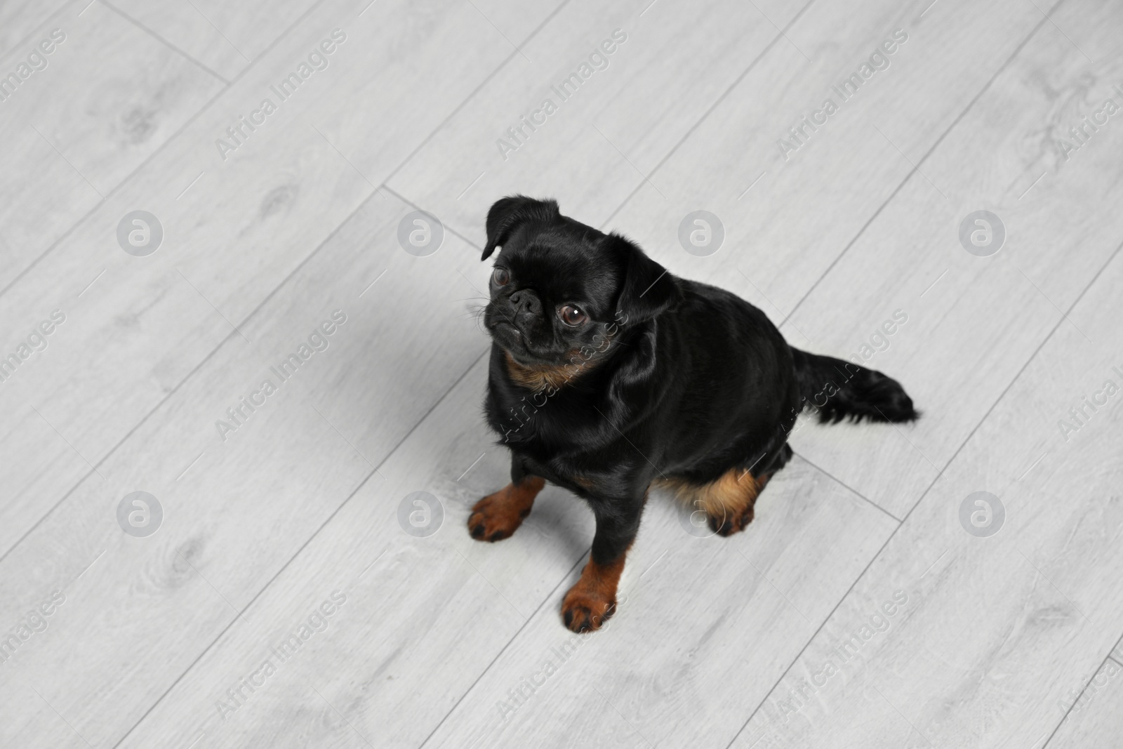 Photo of Adorable black Petit Brabancon dog sitting on wooden floor, above view