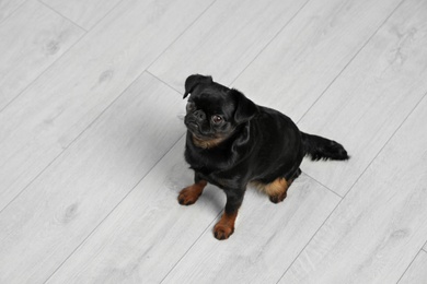 Adorable black Petit Brabancon dog sitting on wooden floor, above view