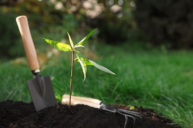 Photo of Seedling growing in fresh soil and gardening tools outdoors. Planting tree