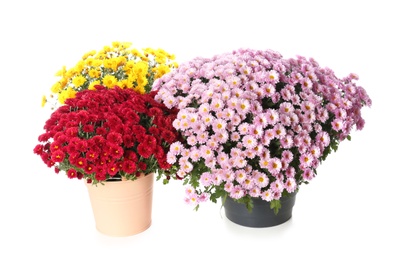 Photo of Pots with beautiful colorful chrysanthemum flowers on white background