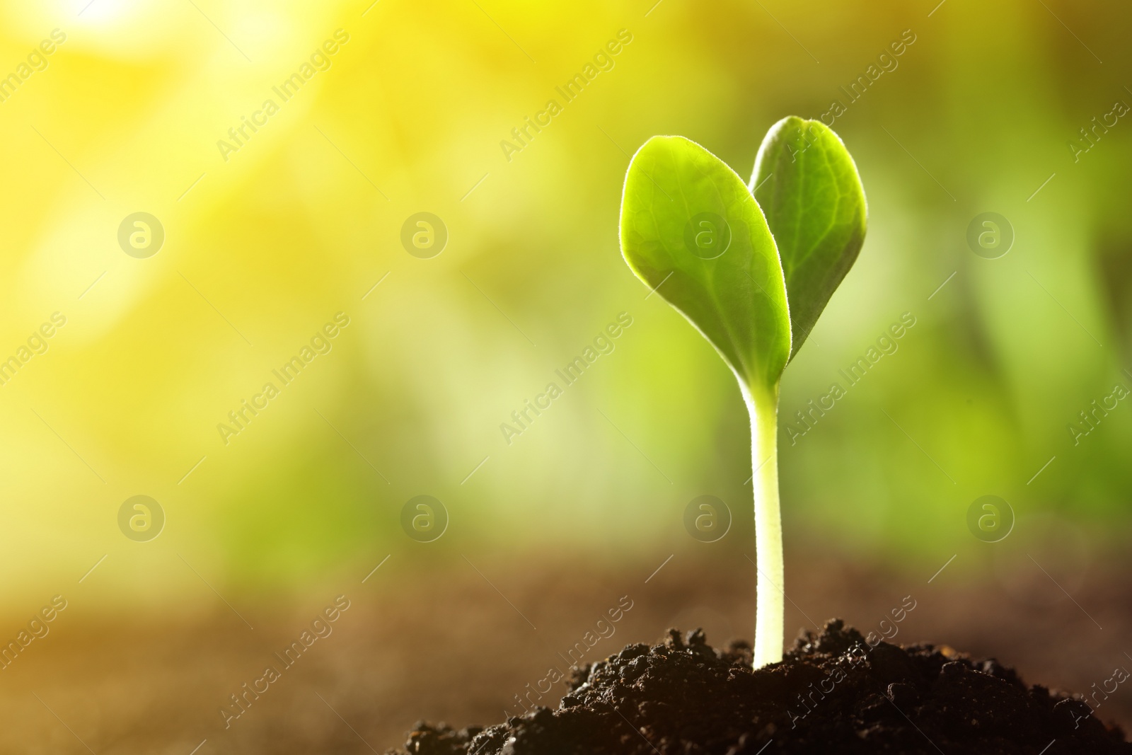 Image of Sunlit young vegetable plant grown from seed in soil, closeup. Space for text