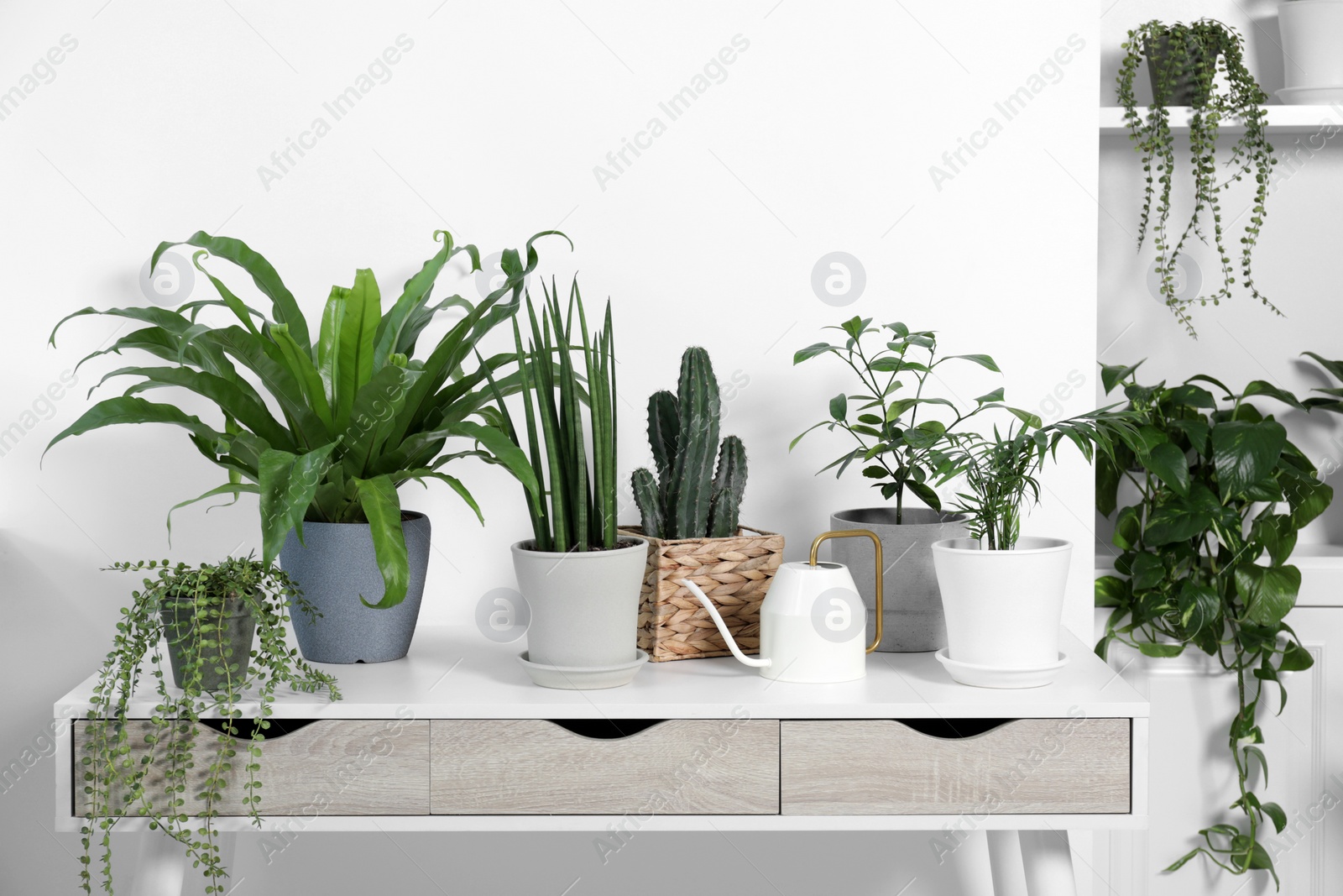 Photo of Green houseplants in pots and watering can near white wall