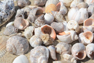 Photo of Many beautiful sea shells on sand, closeup