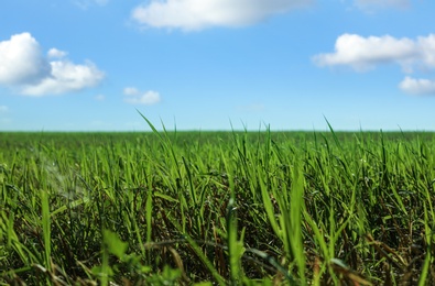 Photo of Beautiful green grass outdoors on sunny day